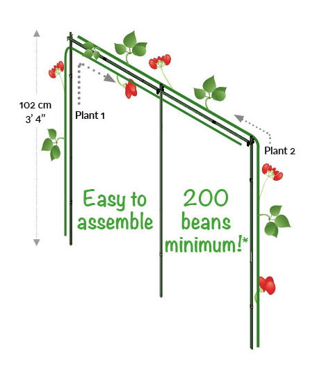 Pic of Loopgrow frame with beans growing